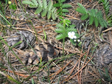 ����� ������: ����������� �����������