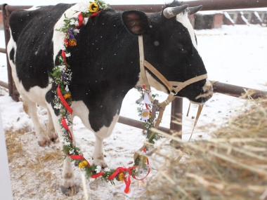 �������� ��� ������� 2015: ������ ���� �������!