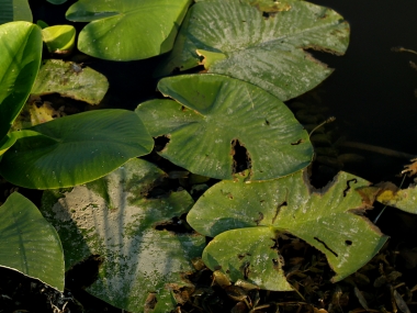 �������� ��� ����� 2015:  ������ ���� �������!