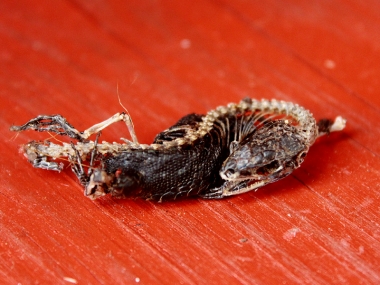 �������� ��� ���������� 2015:  ������ ���� �������!